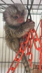 Maimuță marmoset afectuoasă de vânzare