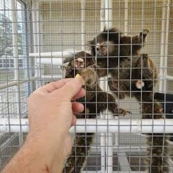 Maimuță marmoset crescută acasă de vânzare