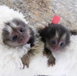 Maimuță marmoset dulce