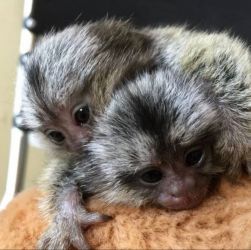 Maimuță marmoset pigmeă disponibilă