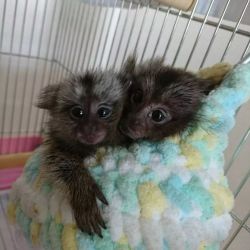 Maimuță marmoset pigmeă disponibilă