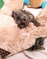 Maimuță marmoset pigmeă disponibilă