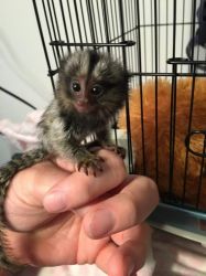 Maimuță marmoset pigmee de vânzare