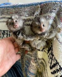 Maimuță Marmoset Pigmeu de vânzare