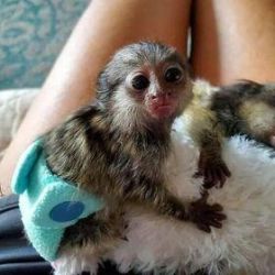 Maimuță Marmoset Pigmeu Disponibilă