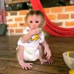 Maimuță Pigtail femelă de vânzare