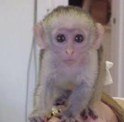 Maimuțe Capucin (mascul și femelă) adorabile de vânzare