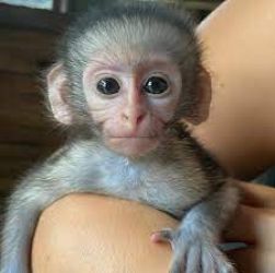 Maimuțe Capucină masculi și femele disponibile