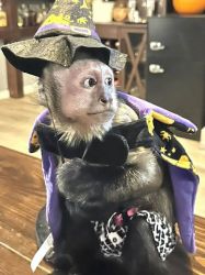  maimuțe capucine bine dresatewhatsapp 0769 331 633