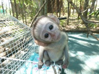 Maimuțe capucine gata de adopție