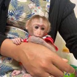 Maimuțe capucine talentate pentru adopție