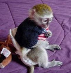 Maimuțe capucinine dulci, masculi și femele disponibile