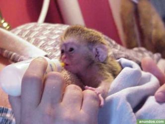 Maimuțe capucinine super drăguțe care au nevoie de o casă nouă
