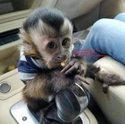 Maimuțe Capuhin Babies de calitate superioară pentru adopție.WhatsApp 