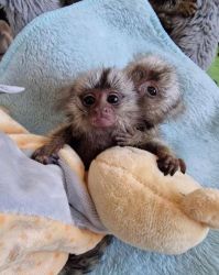 Maimuțe dulci de marmoset gata să se mute într -o casă nouă