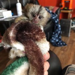 Maimuțe Marmoset adorabile de vânzare