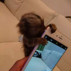 Maimuțe Marmoset adorabile de vânzare