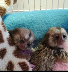 Maimuțe Marmoset adorabile, disponibile acum