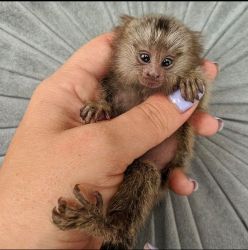 Maimuțe marmoset degete de vânzare