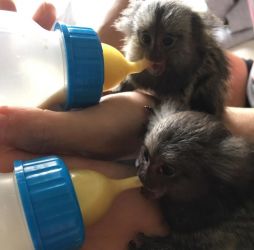 Maimuțe marmoset disponibile pentru vânzare