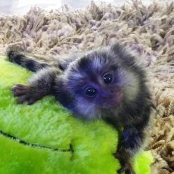 Maimuțe Marmoset drăgălașe, disponibile!
