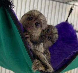 Maimuțe marmoset dulci de vânzare