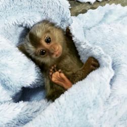 Maimuțe marmoset fermecătoare sunt disponibile