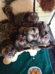 Maimuțe Marmoset minunate de vânzare