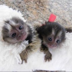Maimuțe marmoset pigmee disponibile