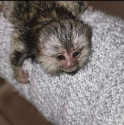 Maimuțe marmoset pigmee disponibile