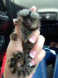 Maimuțe marmoset pigmee gemene de vânzare