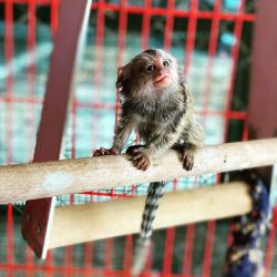 Maimuțe marmoset pigmee speciale