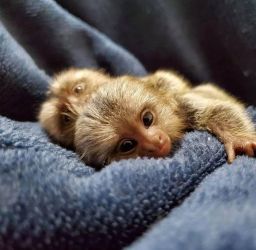 Maimuțe marmoset pigmee speciale