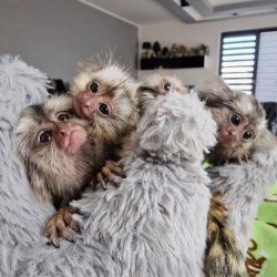 Maimuțe Marmoset pitice (de mărimea unui deget) de vânzare