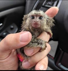 Maimuțe Marmoset sănătoase de vânzare