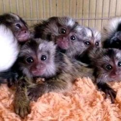 Maimuțe marmoset sănătoase sunt disponibile