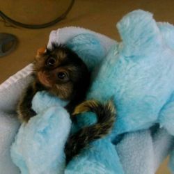 Maimuțe Marmoset și Capucin de vânzare