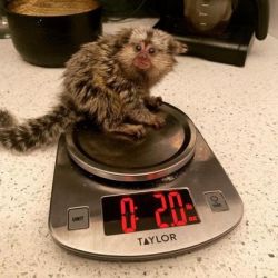 Maimuțe Marmoset super drăguțe disponibile acum