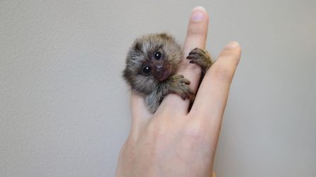 Maimuțe marmoset superbe