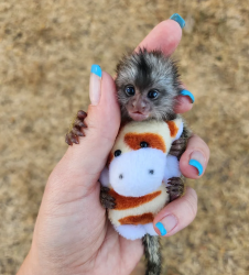 Maimuțe Marmoset superbe, în căutarea unui nou cămin!