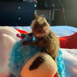 Maimuțe marmoset uimitoare de vânzare