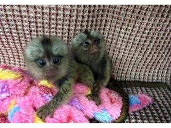 Maimuțe marmoset uimitoare disponibile