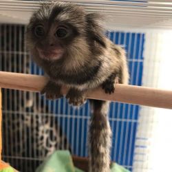 Maimuțe marmosets disponibile acum