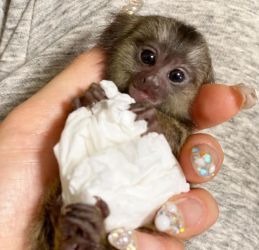 Maimuțe marmosets pigmee gemene de vânzare