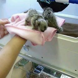 Maimuțe pigmee speciale disponibile