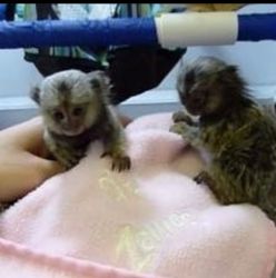 Mamimuțe Marmoset superbe disponibile