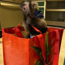 Mamițuțe capucin de calitate superioară WhatsApp +40 769 331 633