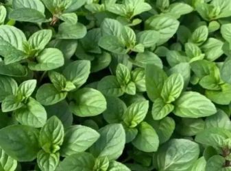 Mentha piperita Chocolate-olandeza butasi-50+25 gratis