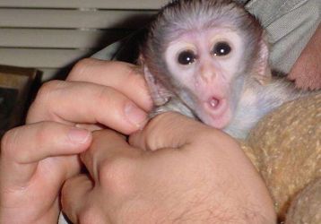 Minunată maimuță capucină minunată pentru adopție