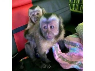 Minunate maimuțe capucin de vânzare WhatsApp +237 6 54 08 40 93